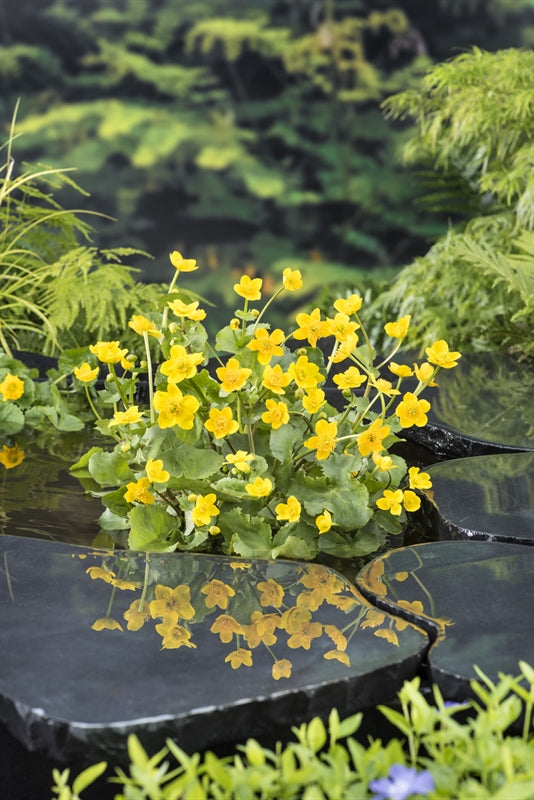 Waterplkw R. Moerings Caltha palustris Pack of 6