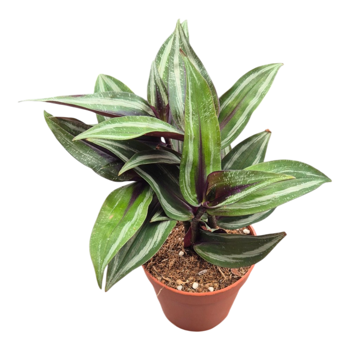 Dichorisandra thyr. Blue Bamboo 25cm 9cm Pot