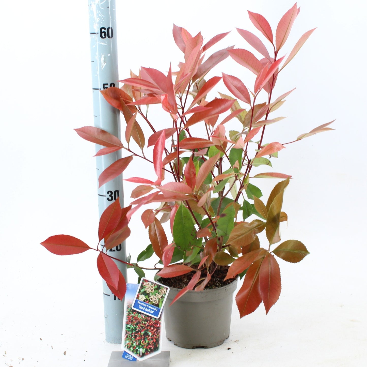 Photinia Red Robin 55cm 17cm Pot