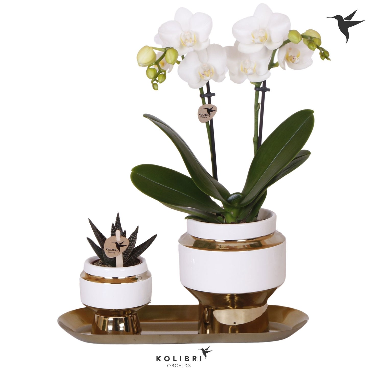 OK Plant Kolibri Gift Set medium Le Chic gold Pack of 1