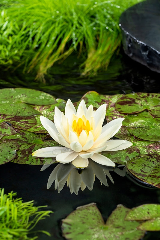 Nymphaea Hybrid 30cm 11cm Pot