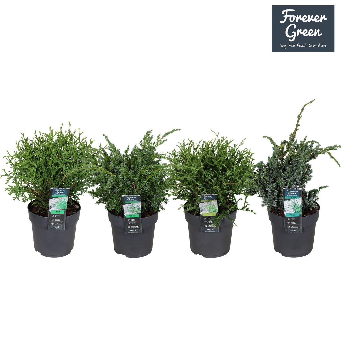 Conifer mix 30cm 14cm Pot
