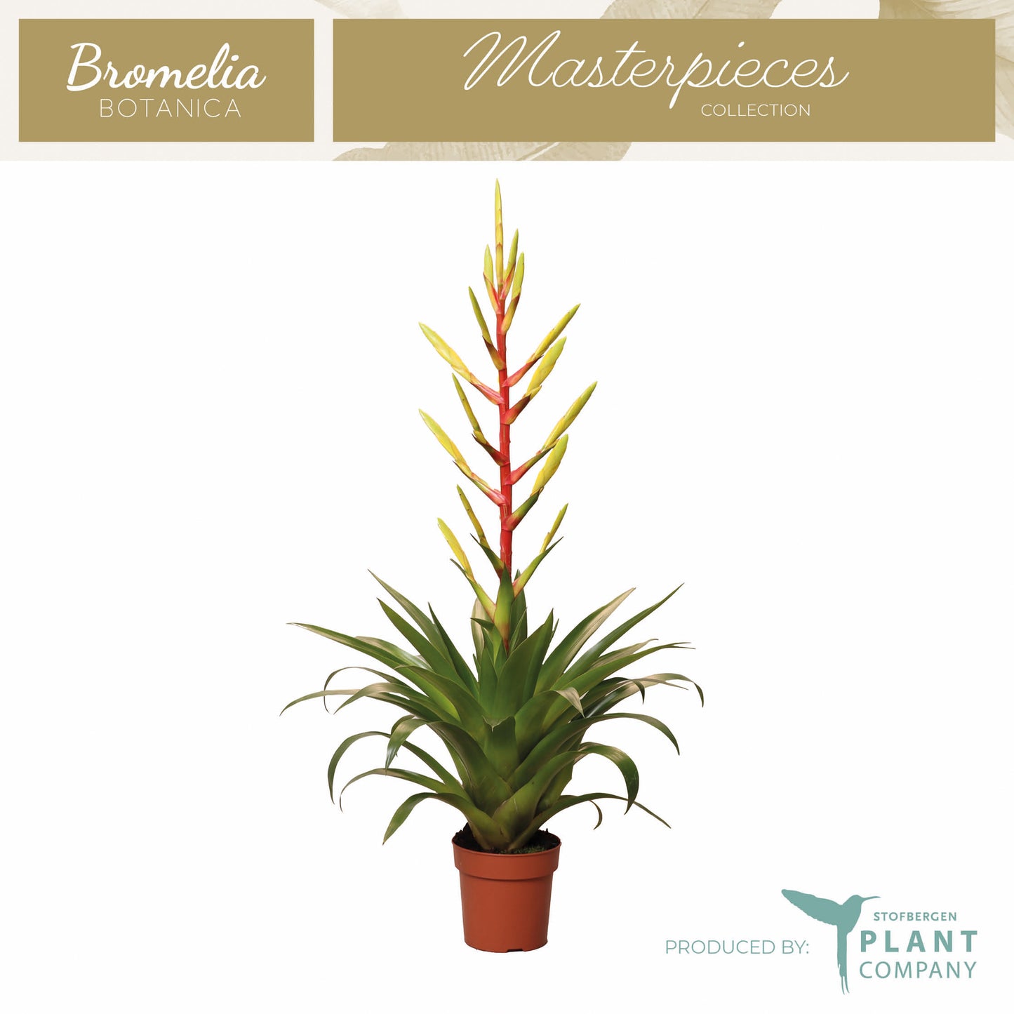 Tillandsia Luminosa 50cm 12cm Pot