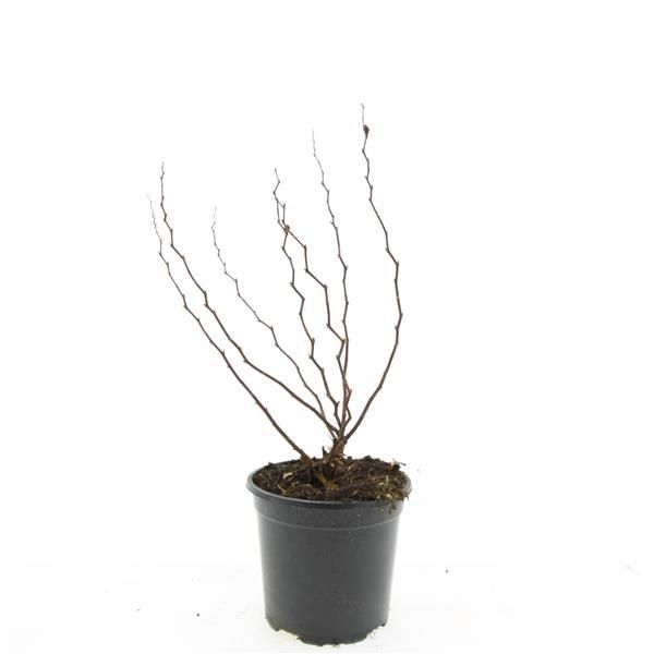 Spiraea japonica Magic Carpet 10cm 14cm Pot