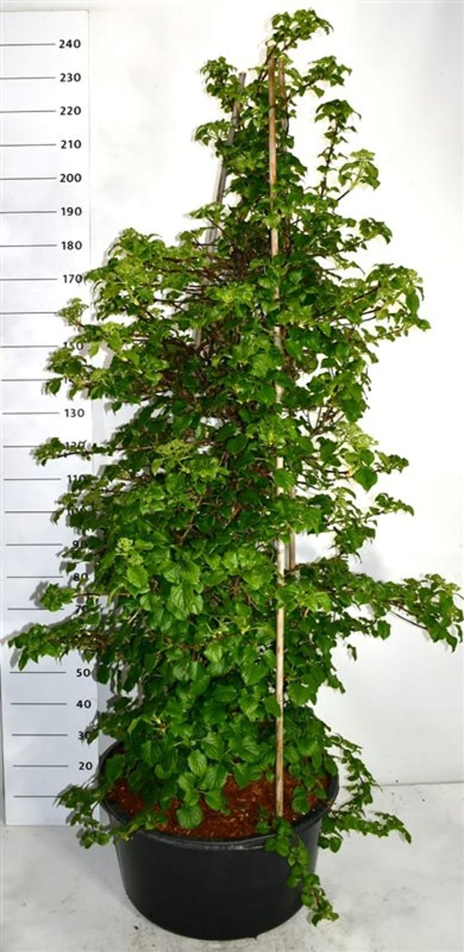 Hydrangea petiolaris 220cm 54cm Pot