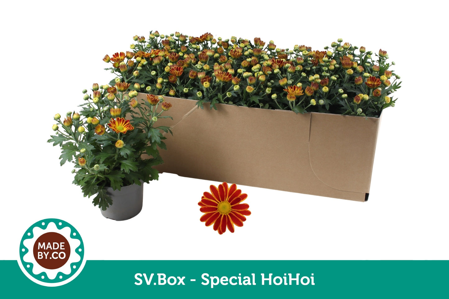 Chrysanthemum Hoihoi 25cm 12cm Pot