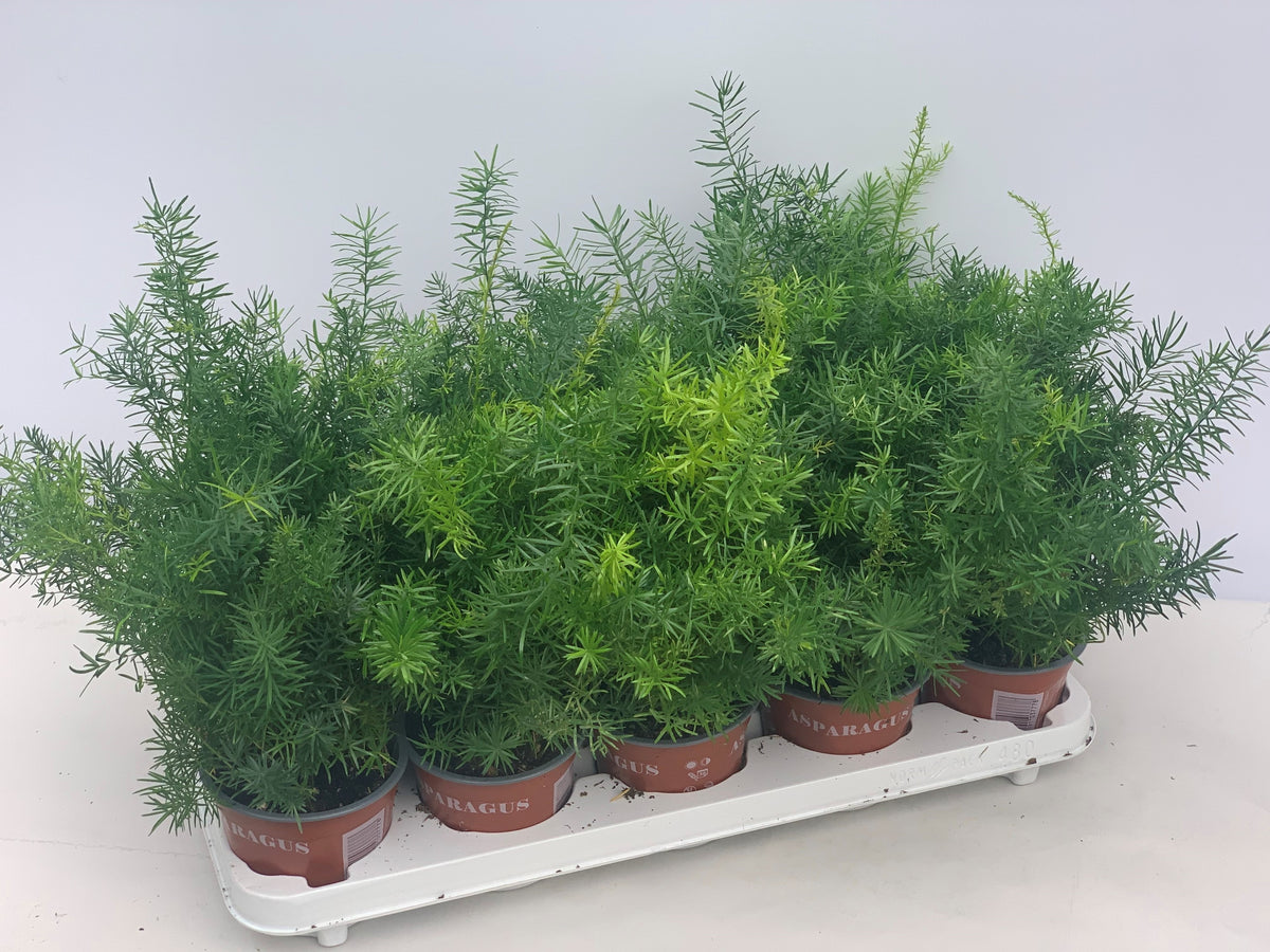 Asparagus Sprengeri 35cm 12cm Pot