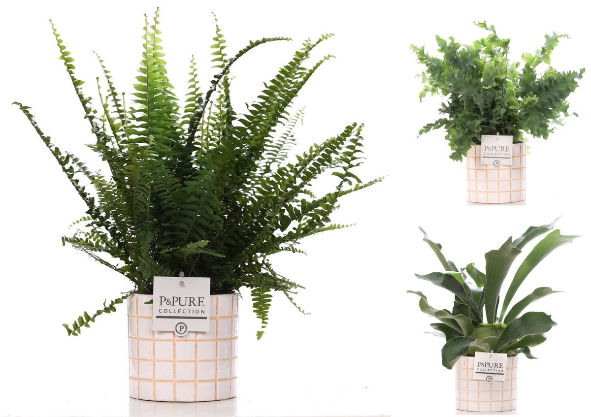 Ferns mix 35cm 12cm Pot