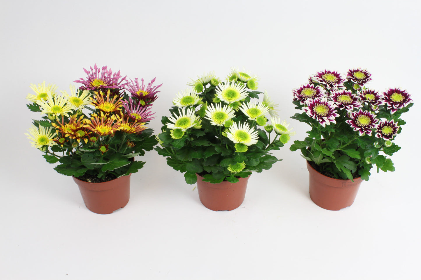 Chrysanthemum Splash mix 20cm 12cm Pot
