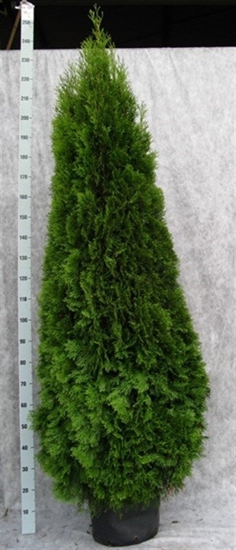 Thuja occidentalis Smaragd 230cm 36cm Pot
