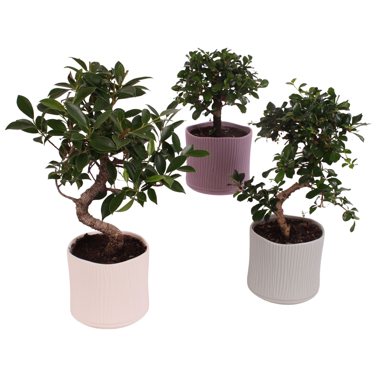 Bonsai mix 35cm 13cm Pot