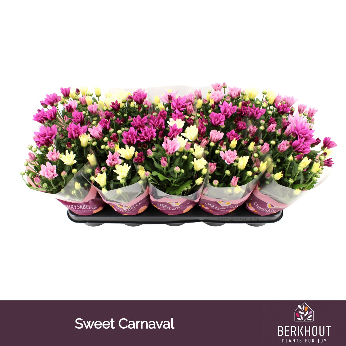 Chrysanthemum carnaval mix 26cm 12cm Pot