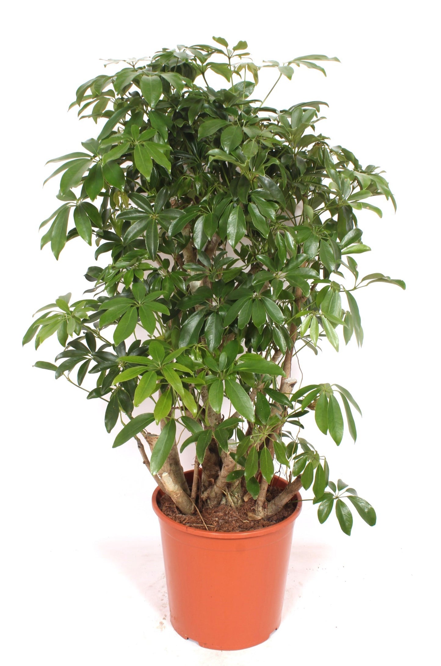 Schefflera Compacta 130cm 30cm Pot