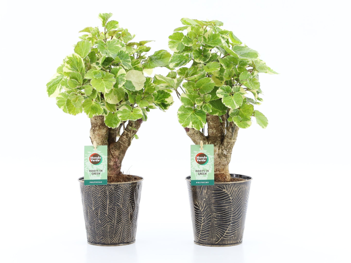 Polyscias scut. Balfourii 40cm 13cm Pot