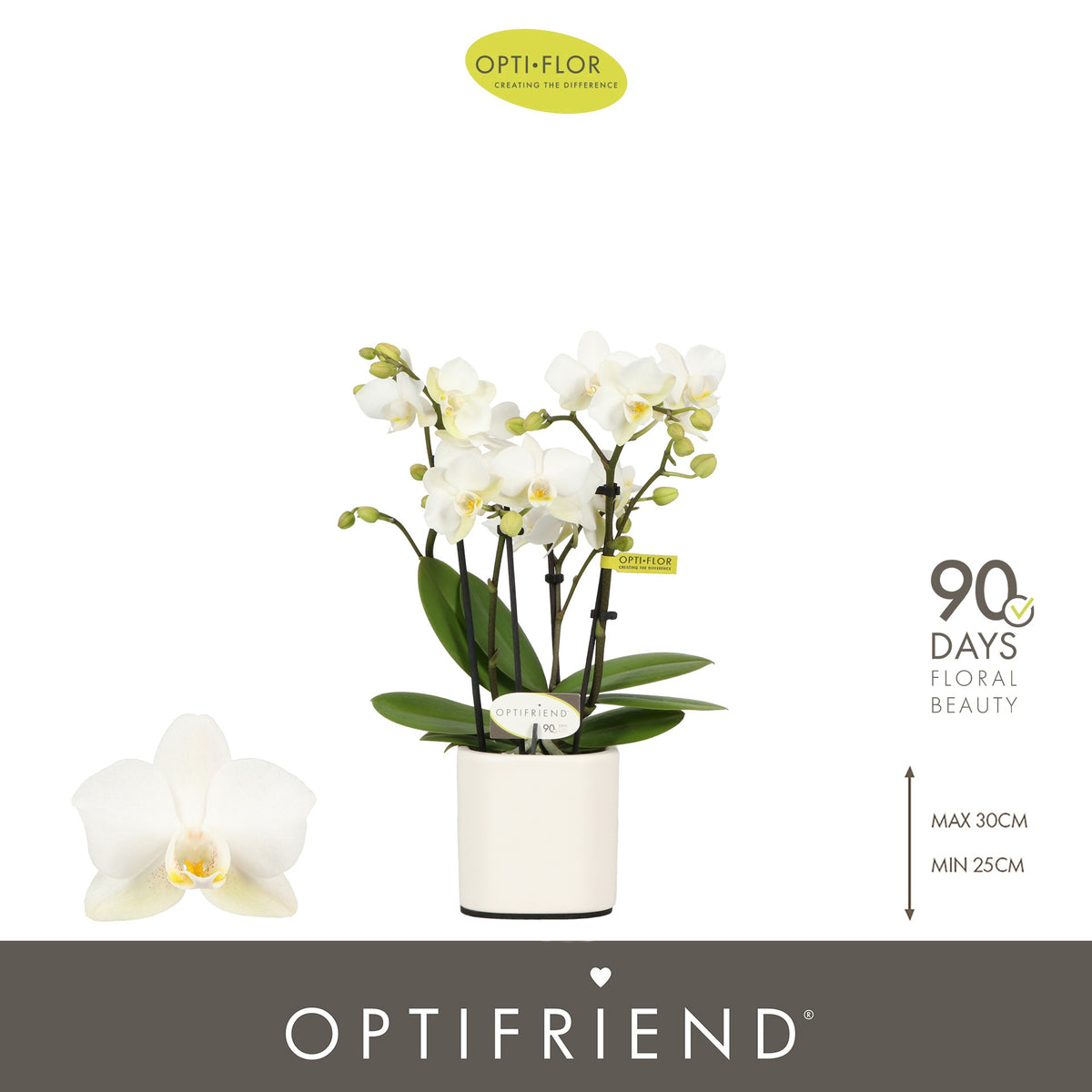 Phalaenopsis multiflora white 25cm 7cm Pot
