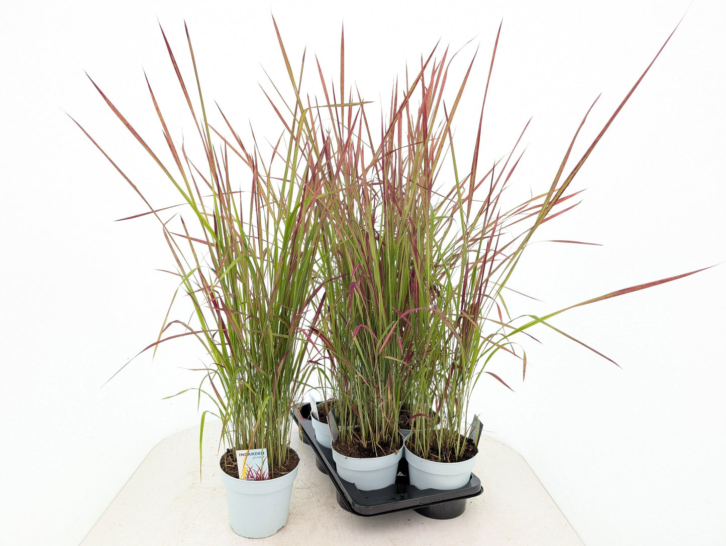 Imperata Red Baron 95cm 17cm Pot