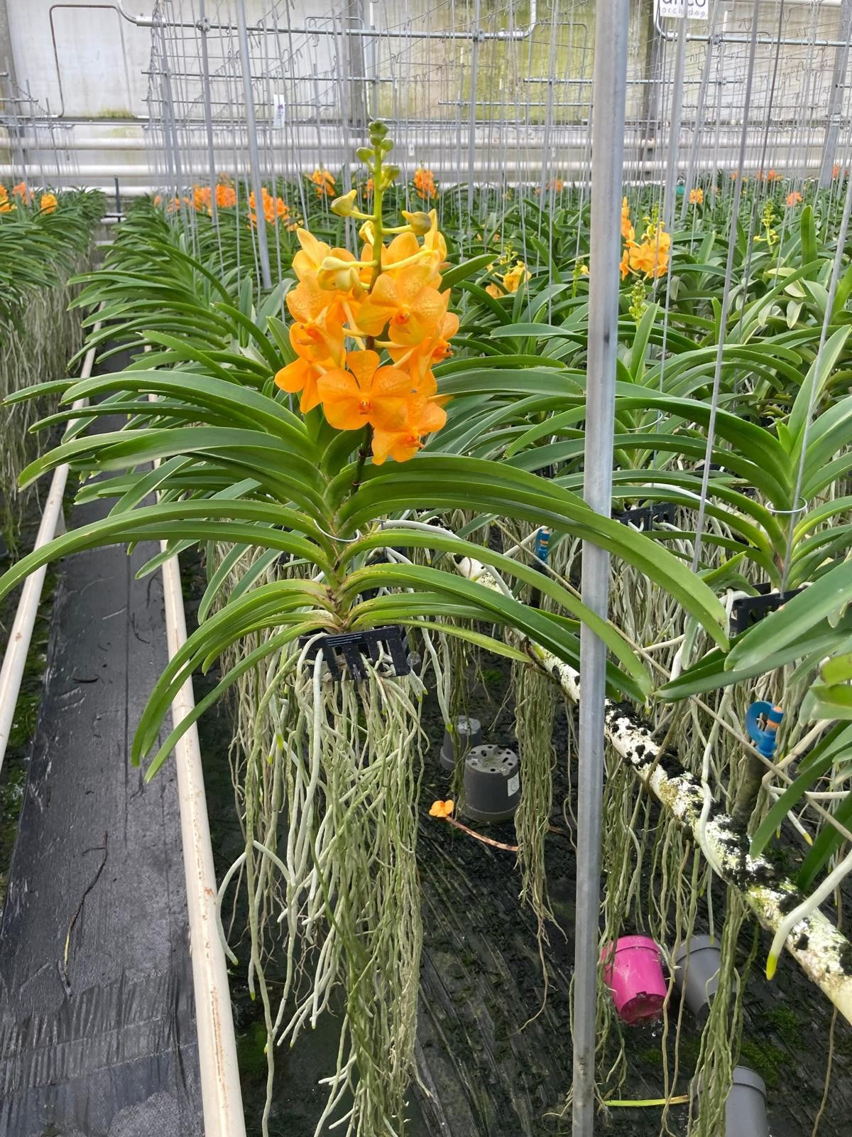 Vanda hybrid 40cm 13cm Pot