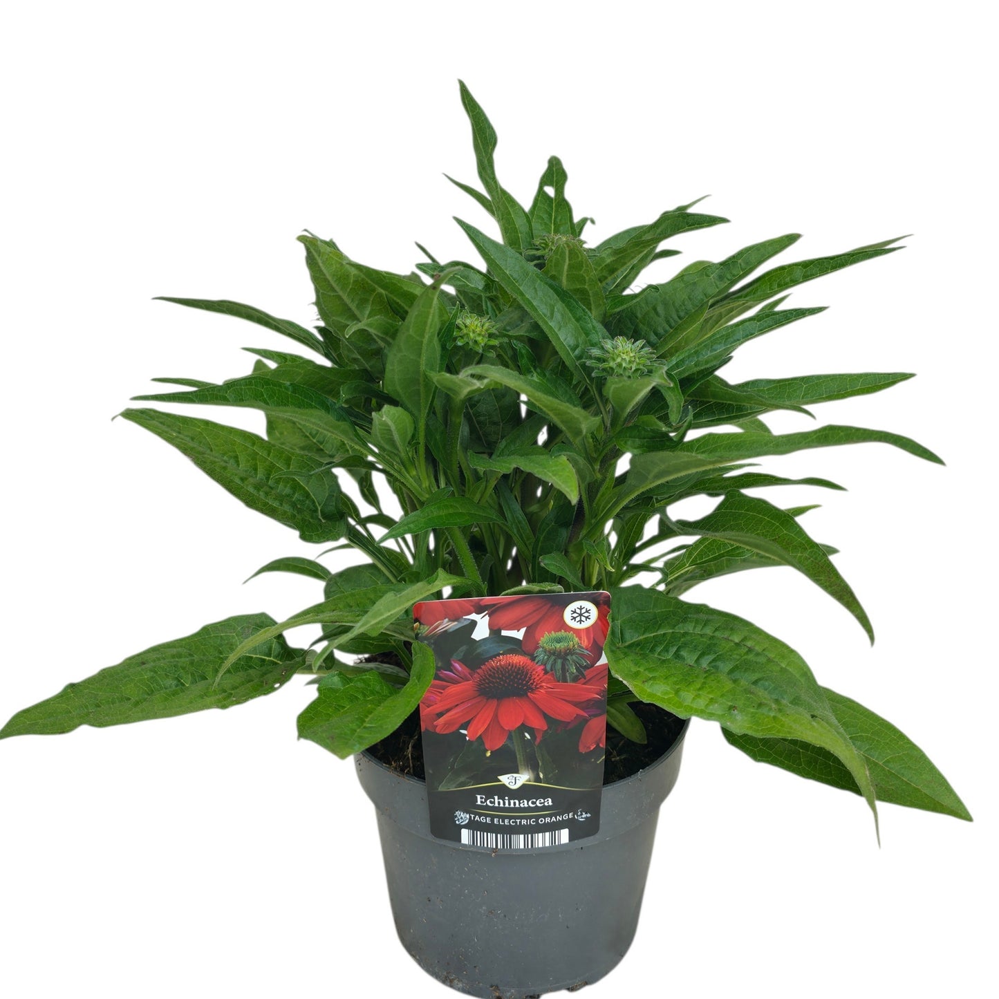 Echinacea Sunmagic Vintage Orange 50cm 17cm Pot