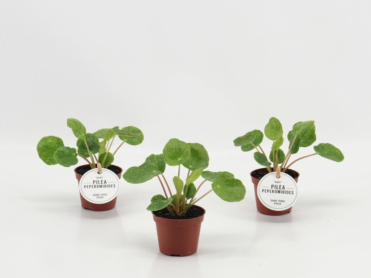Pilea 10cm 6cm Pot