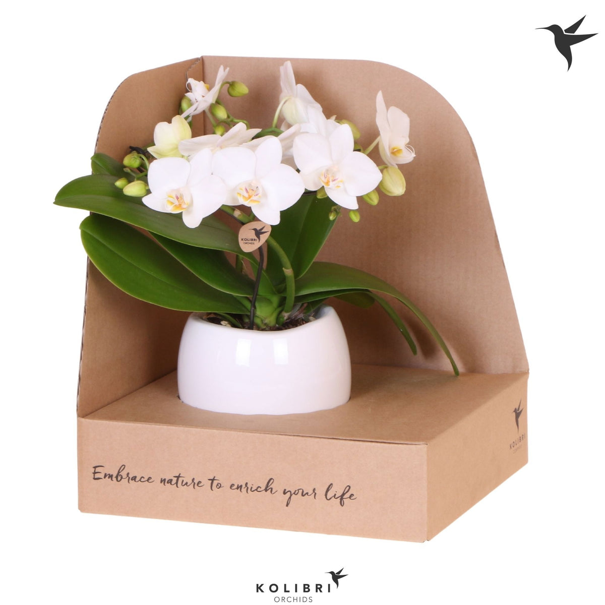 Phalaenopsis multiflora white 30cm 9cm Pot