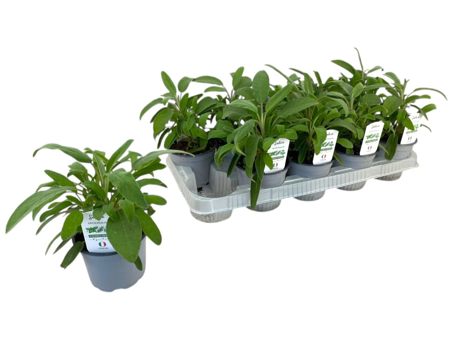 Salvia officinalis (Sage) 25cm 12cm Pot