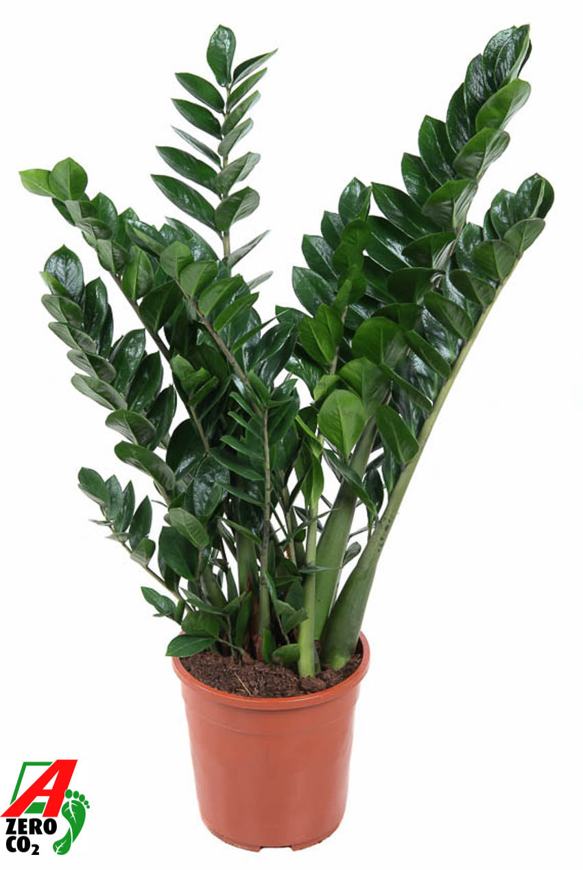 Zamioculcas zamiifolia 100cm 24cm Pot