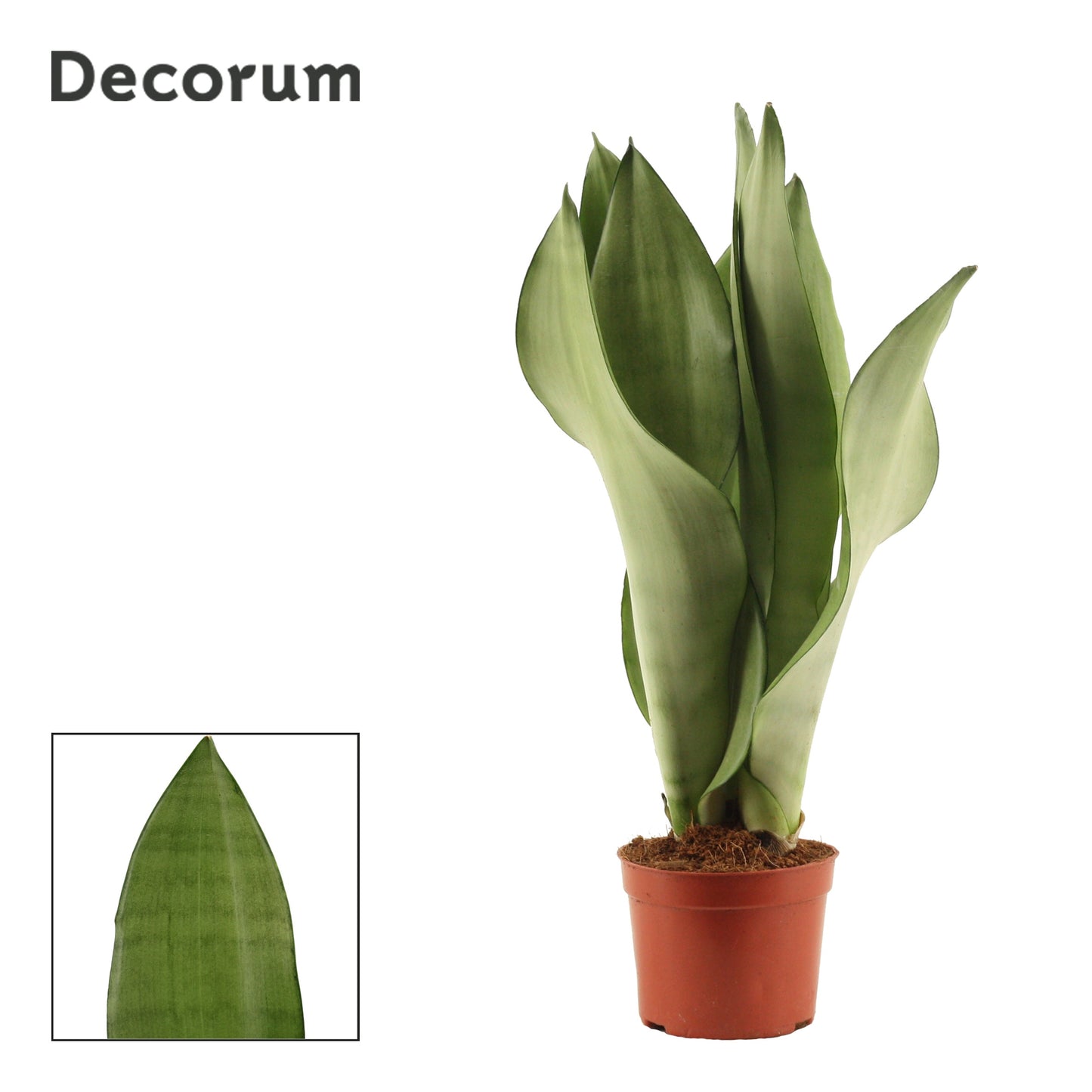 Duijn-Hove BV, kwekerij Sansevieria Moonshine Pack of 18