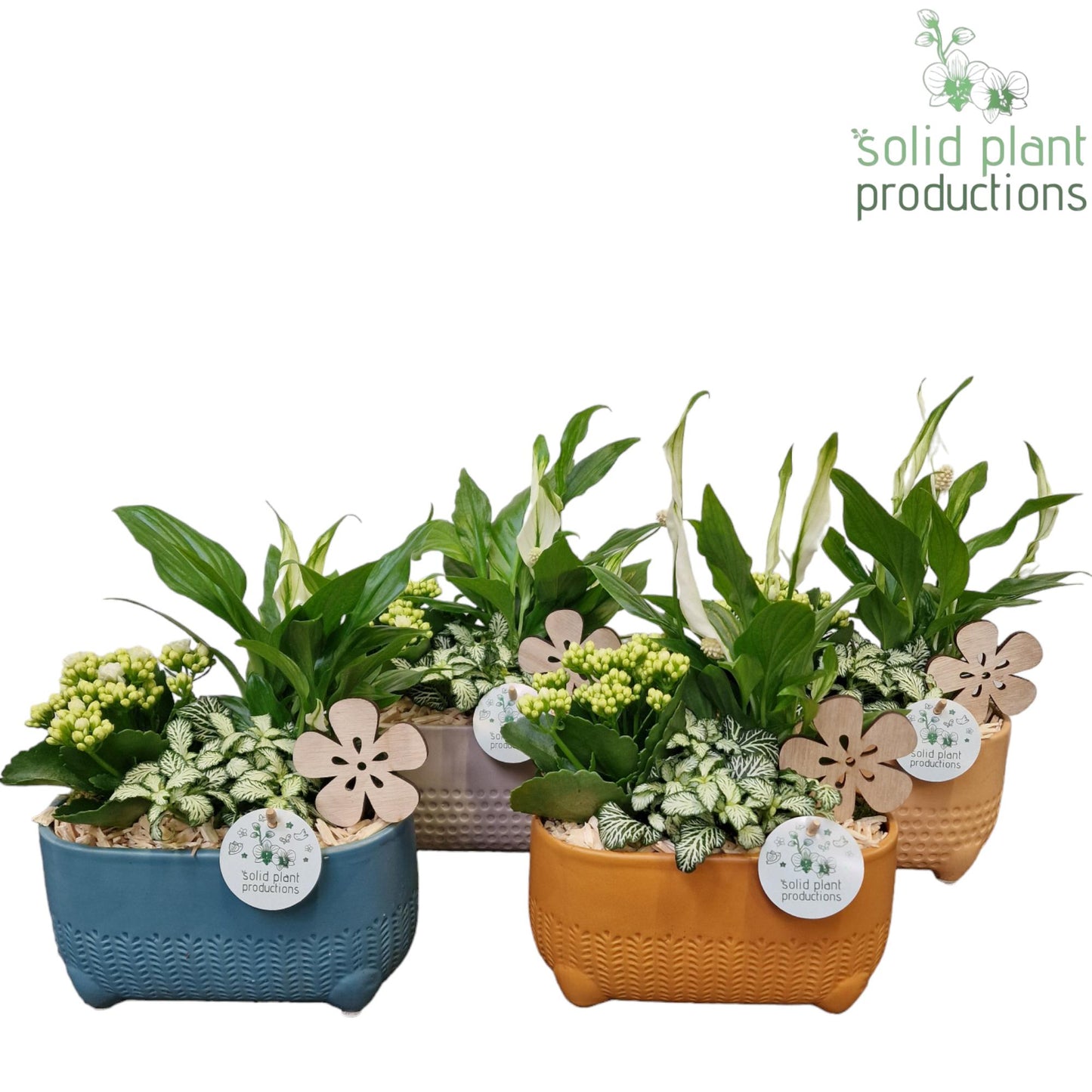 Solid Plant Productions SP027 Liam Oval Pack of 4