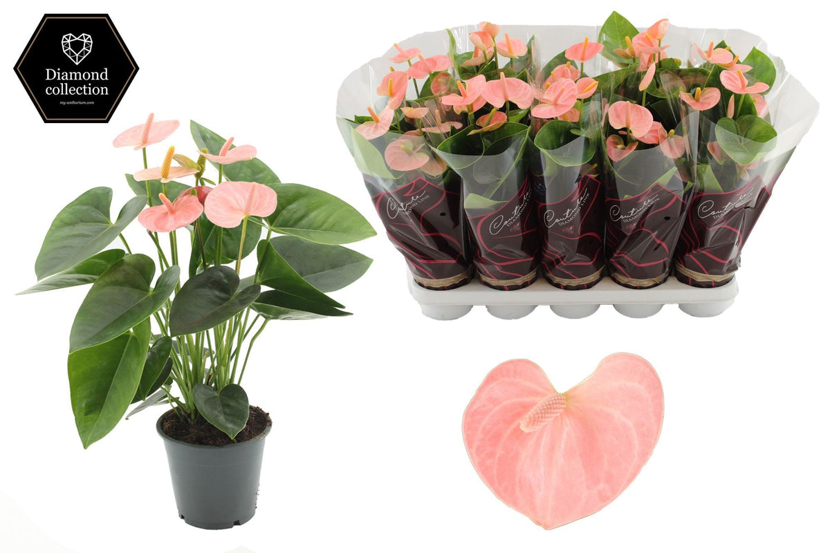 Anthurium Spirit 40cm 12cm Pot