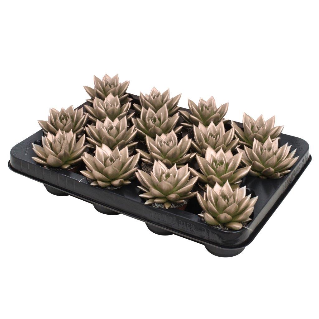 Echeveria col. metallic champagne 8cm 6cm Pot