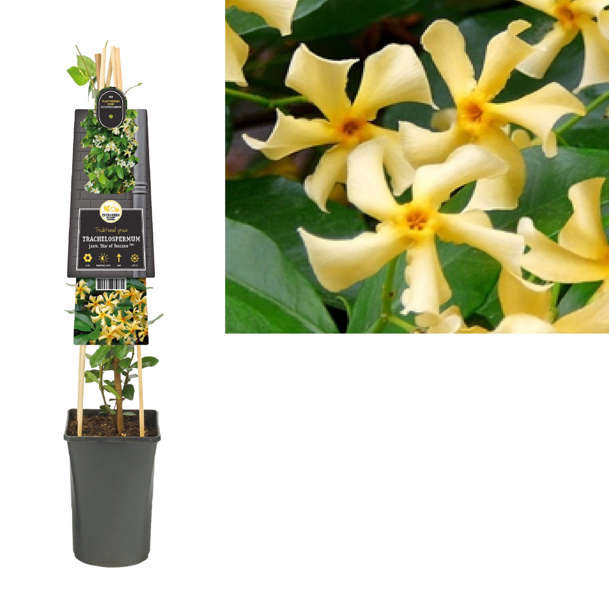 Trachelospermum Star of Toscane 75cm 17cm Pot