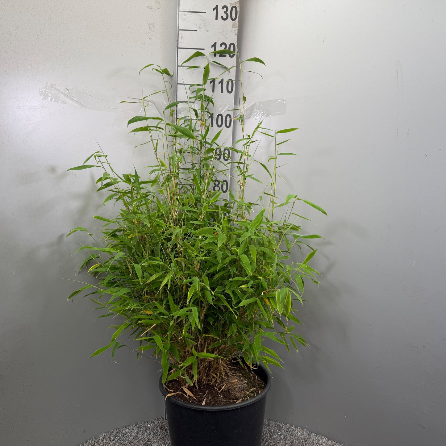 Fargesia Winter Black 80cm 30cm Pot