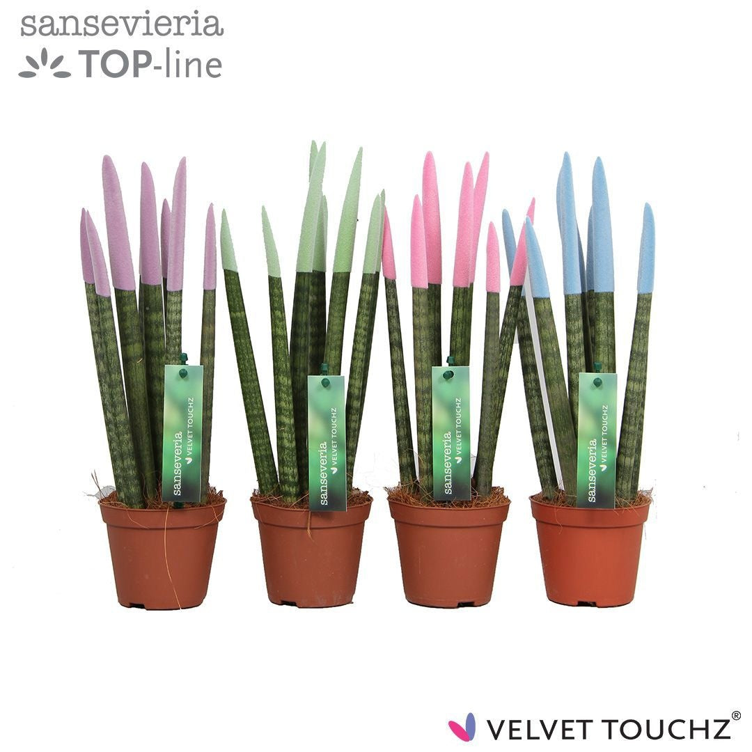 Plantworld ArendTropical Sansevieria VELVET TOUCHZ Pack of 12
