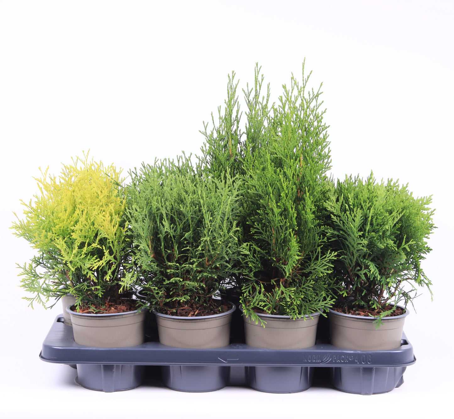 Vredebest, Kwekerij Thuja occidentalis mix Pack of 8