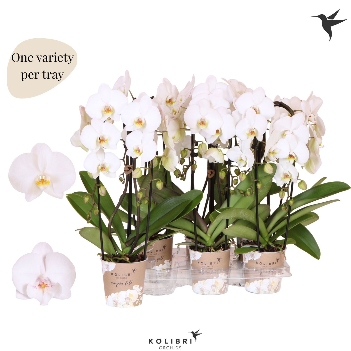 Phalaenopsis Niagara Fall 45cm 12cm Pot
