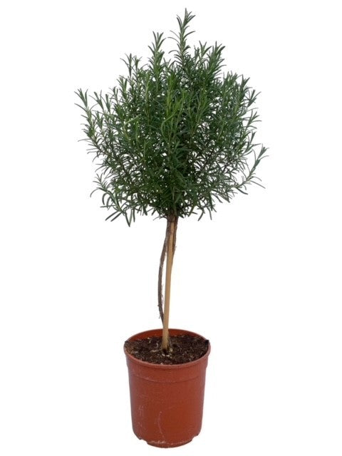 Rosmarinus officinalis (Rosemary) 80cm 18cm Pot