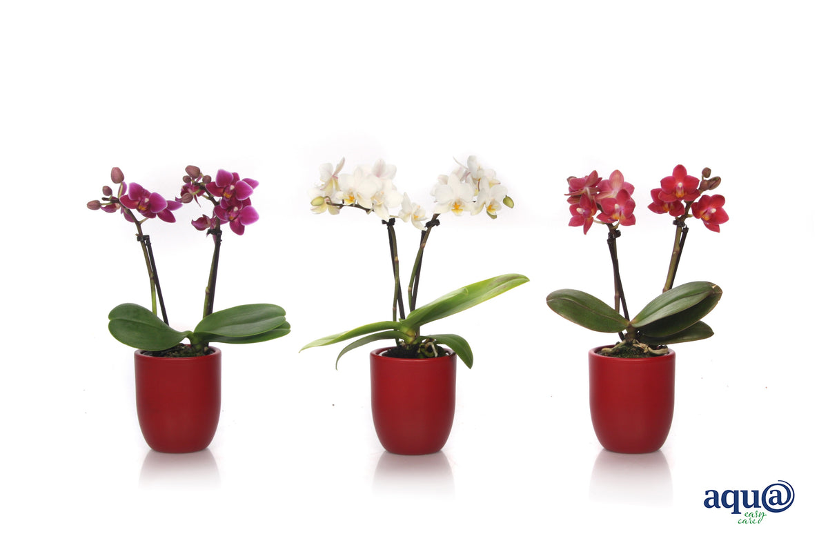 Phalaenopsis hybrid 17cm 6cm Pot