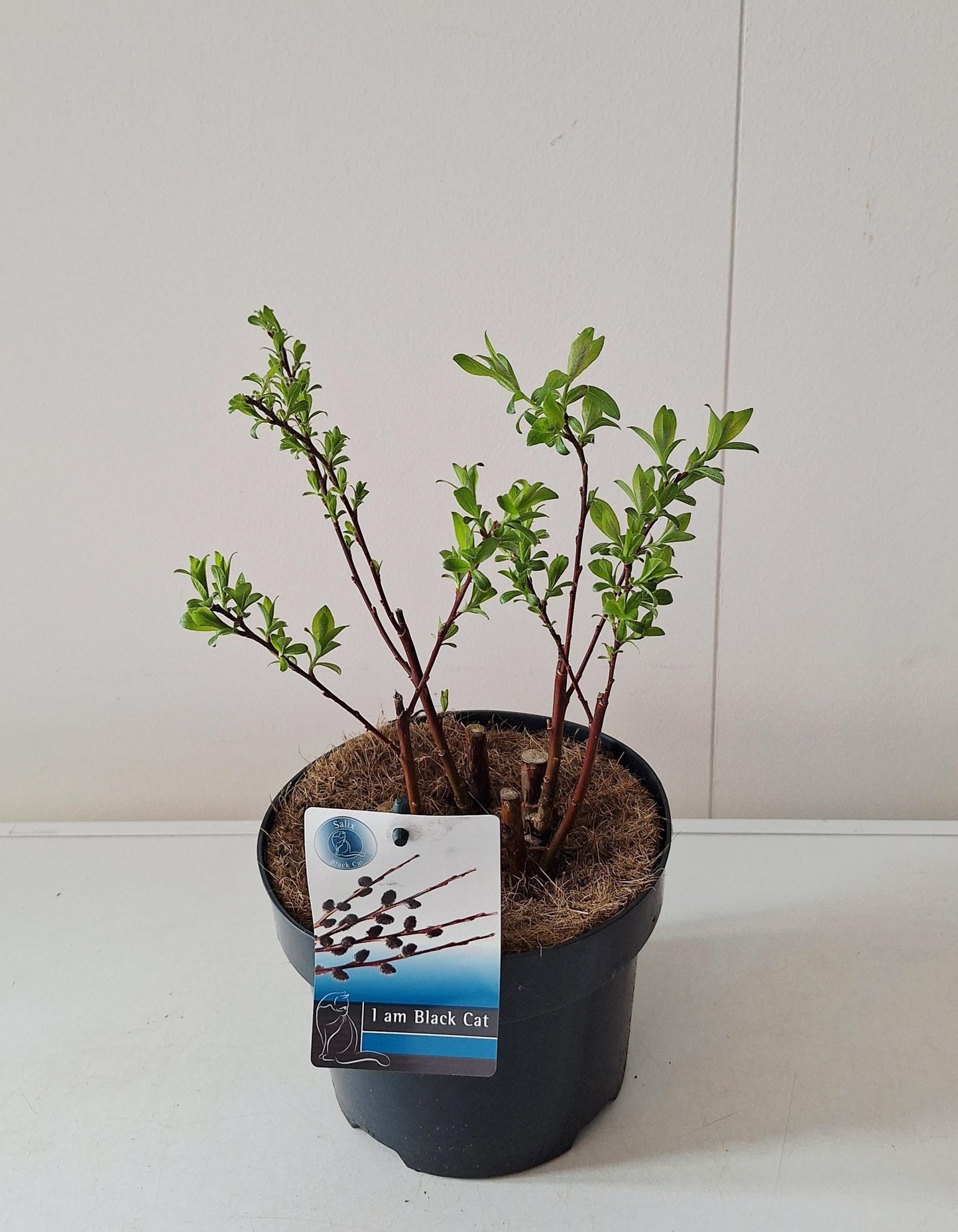 Salix gracilistyla Melanostachys 30cm 17cm Pot
