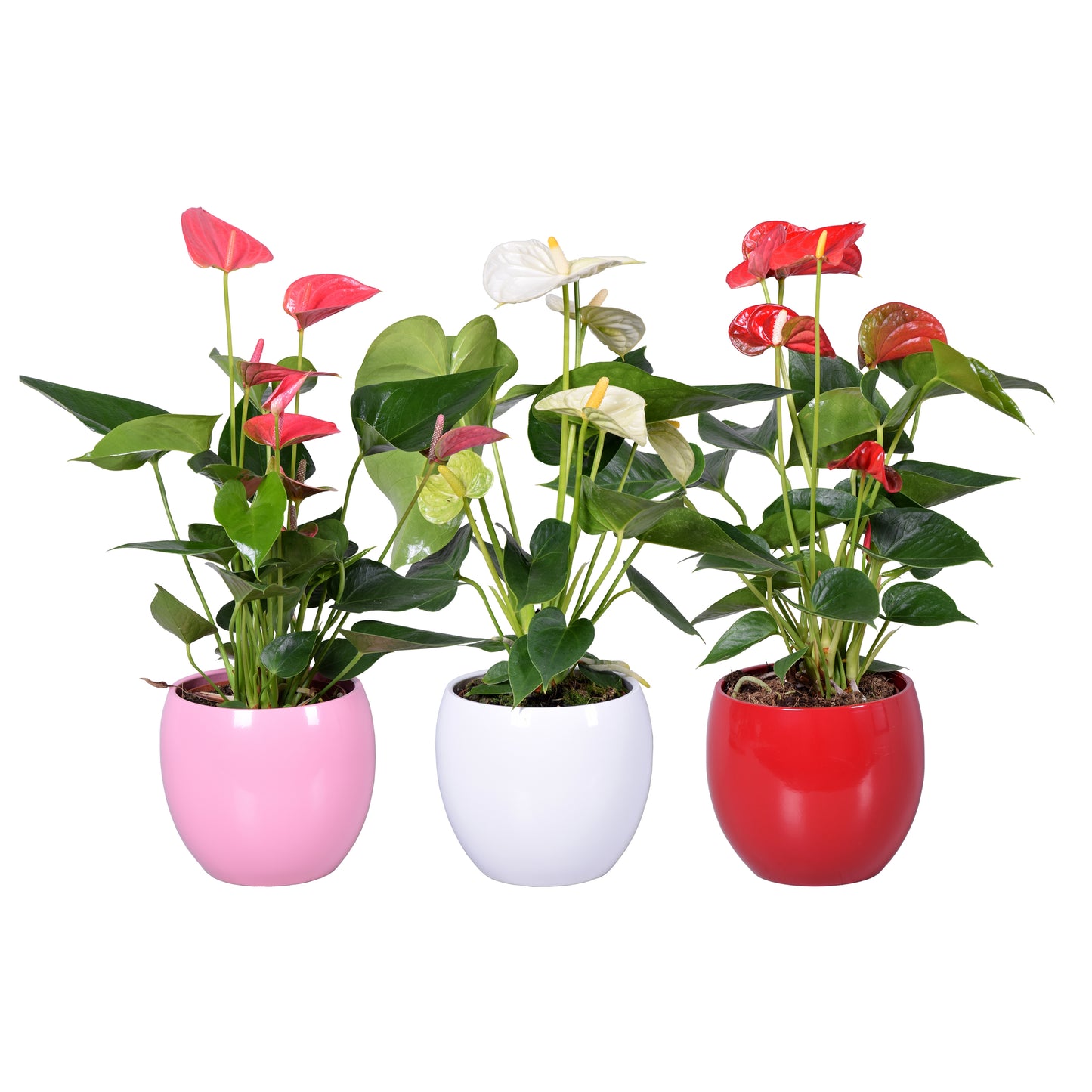 Anthurium mix 45cm 13cm Pot