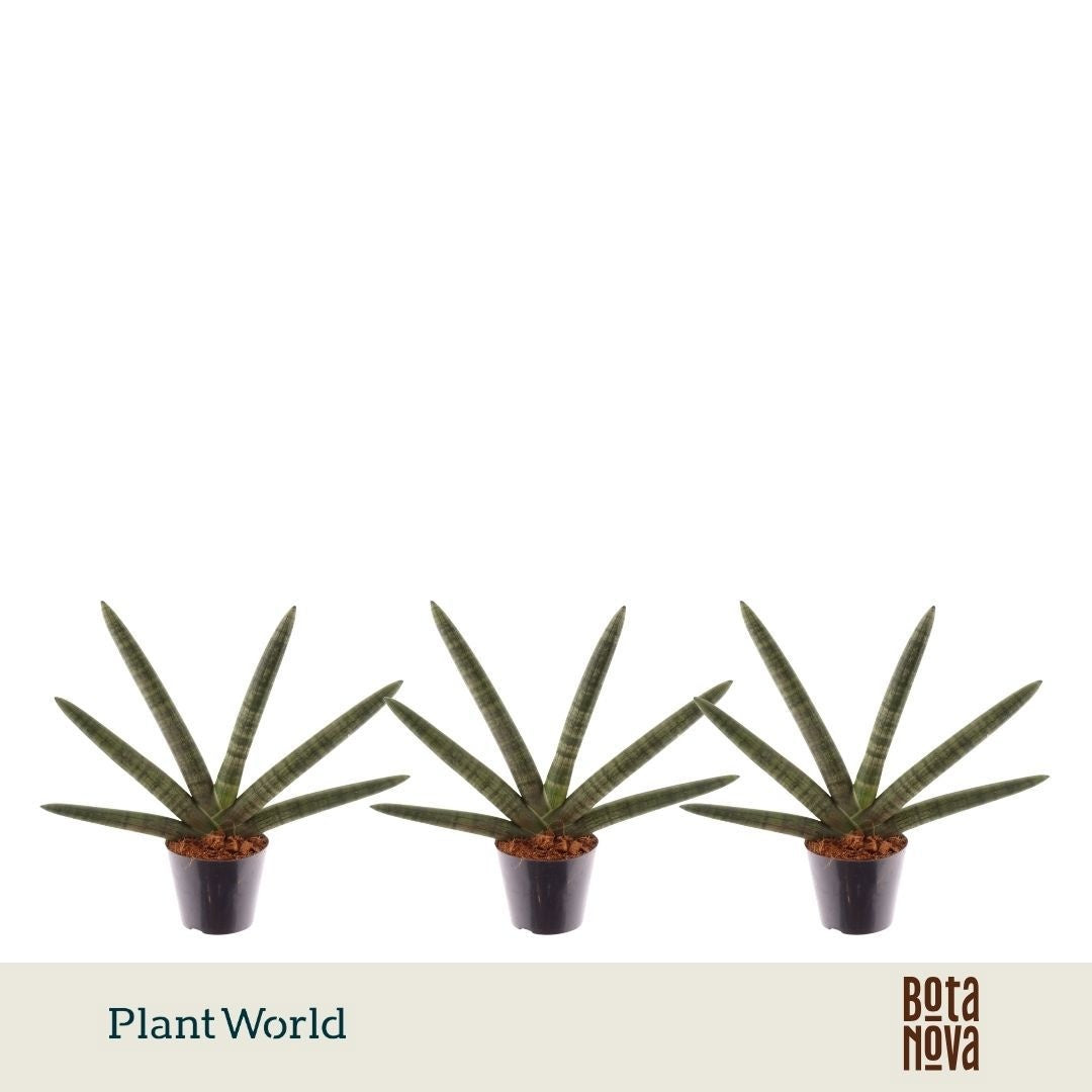 Sansevieria cylindrica 35cm 10.5cm Pot