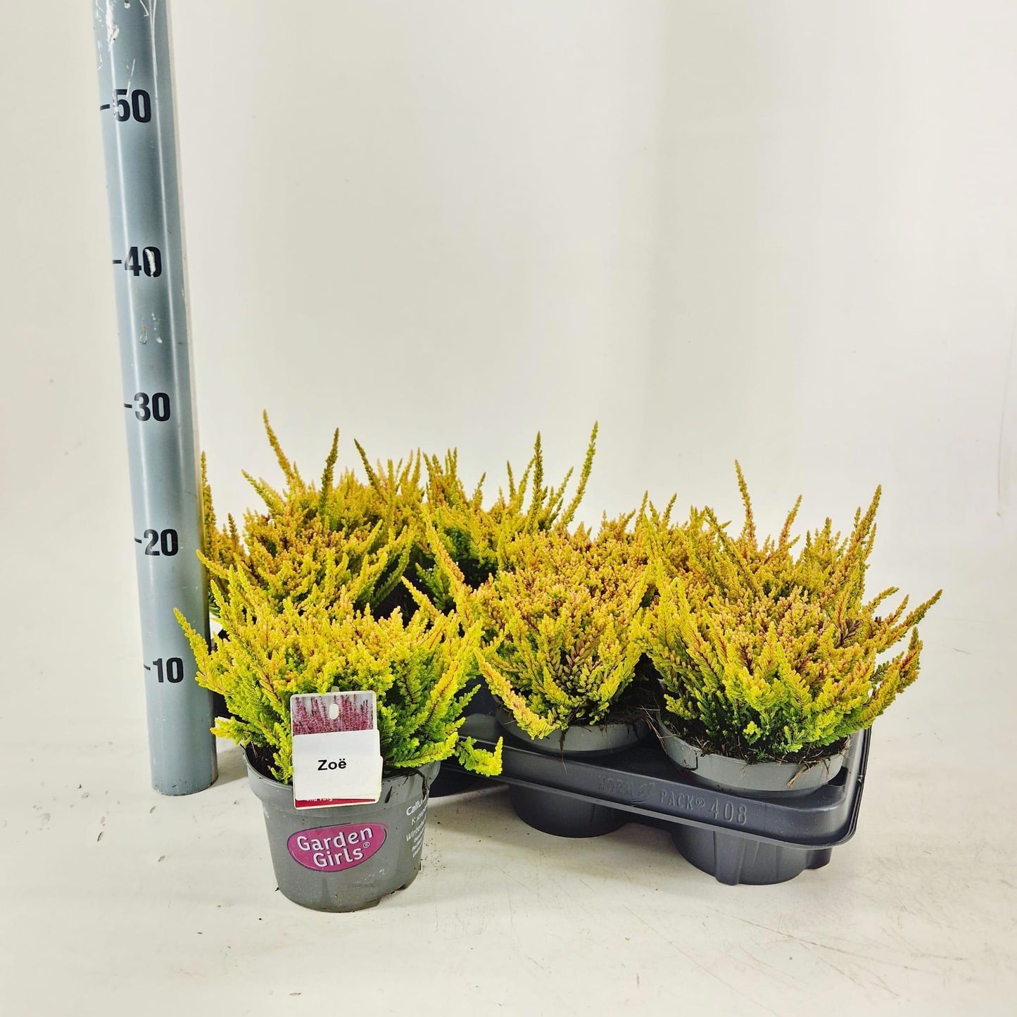 Calluna Garden Girls mix 25cm 13cm Pot