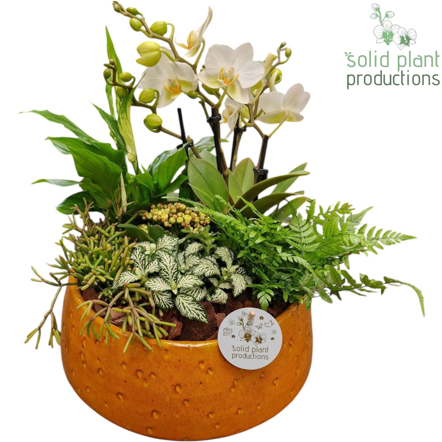PH113 Sophia Orange 9cm 2-3Tak 45cm 28cm Pot
