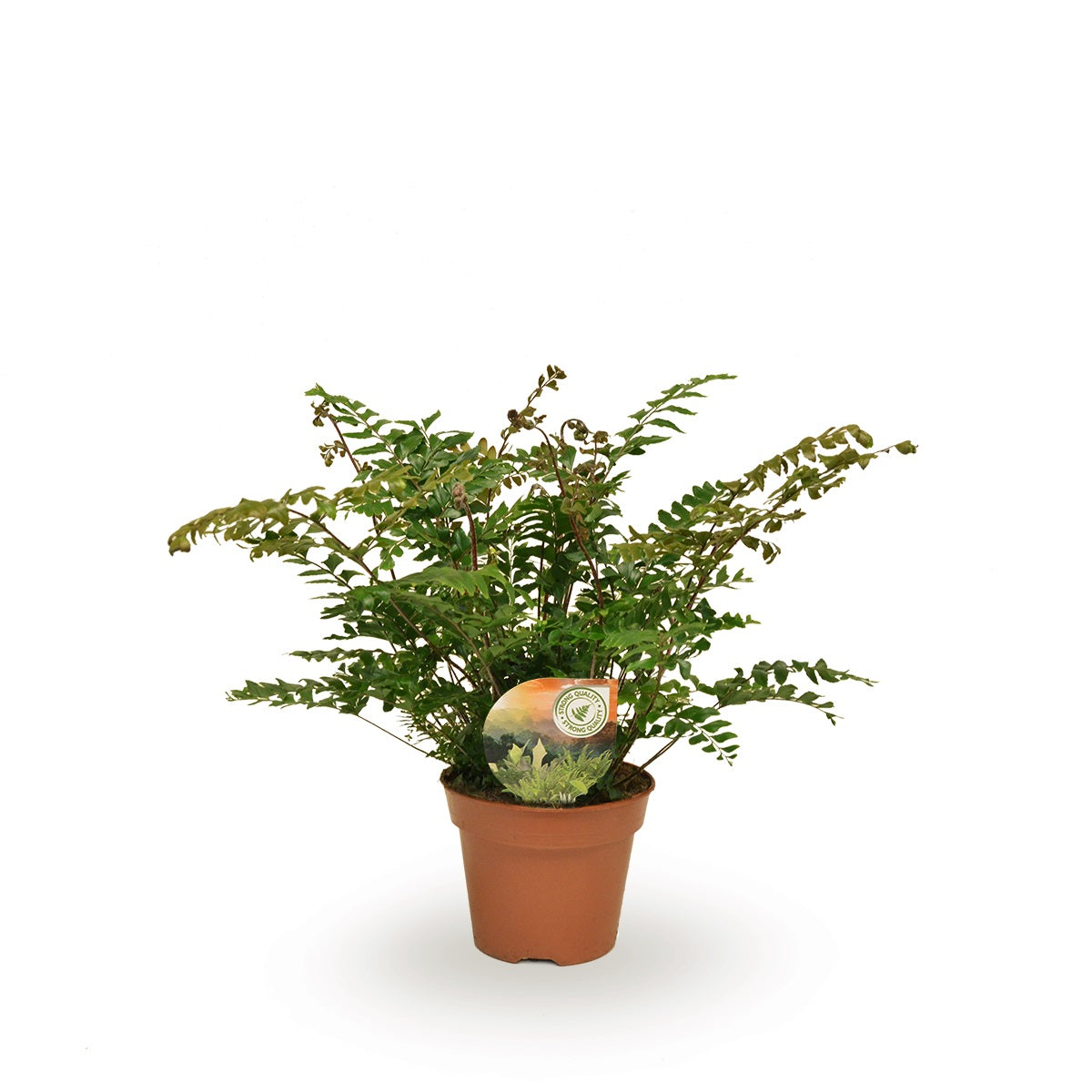 Didymochlaena truncatula 50cm 17cm Pot