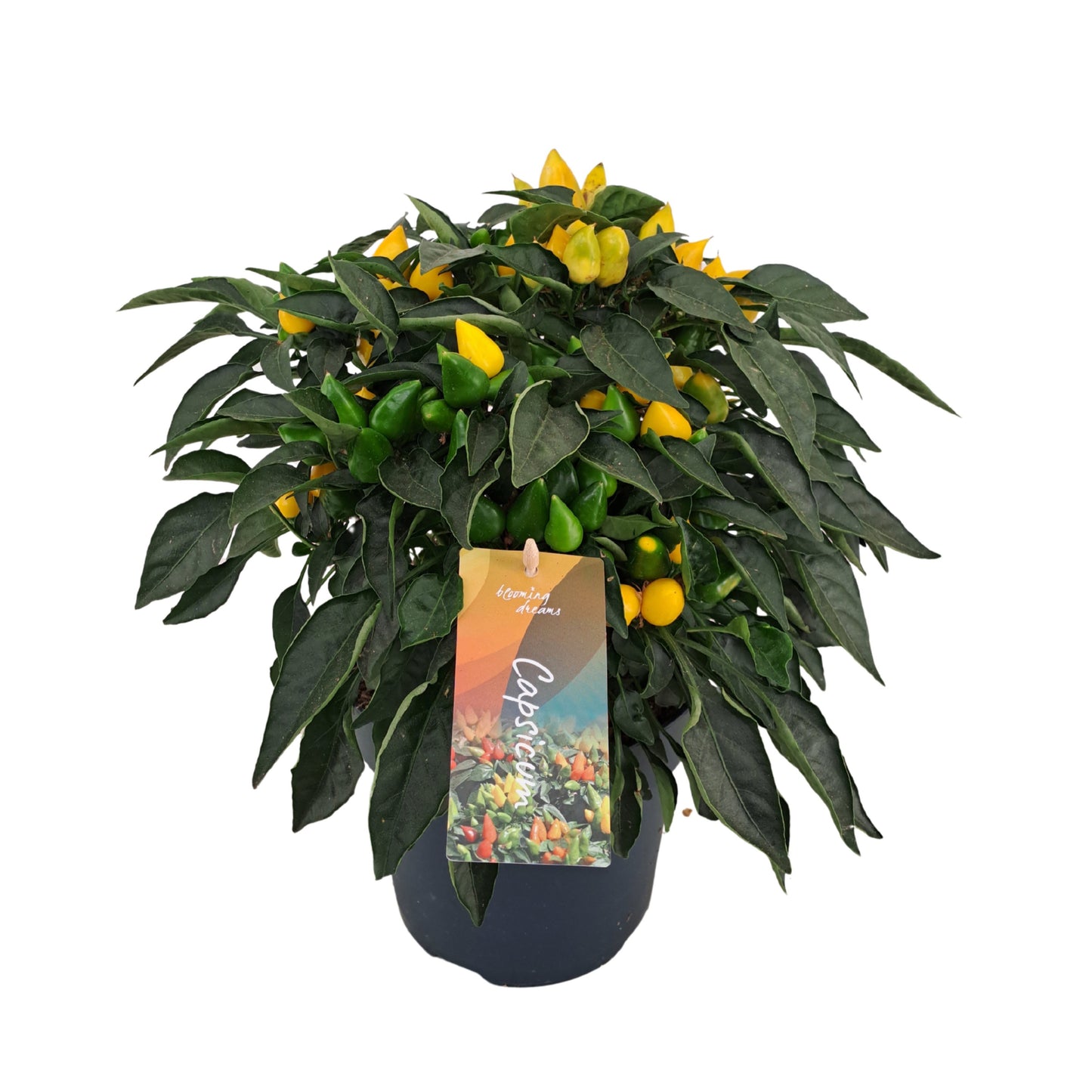 Capsicum ann. Mambo Yellow 33cm 17cm Pot