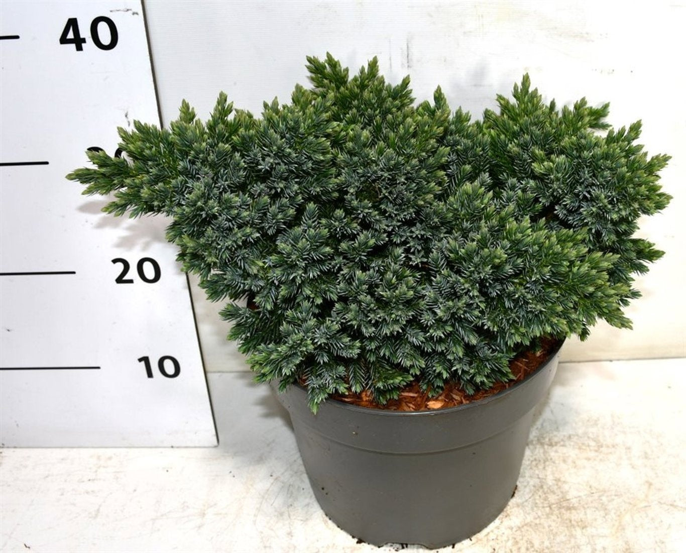 Juniperus Blue Star 40cm 26cm Pot
