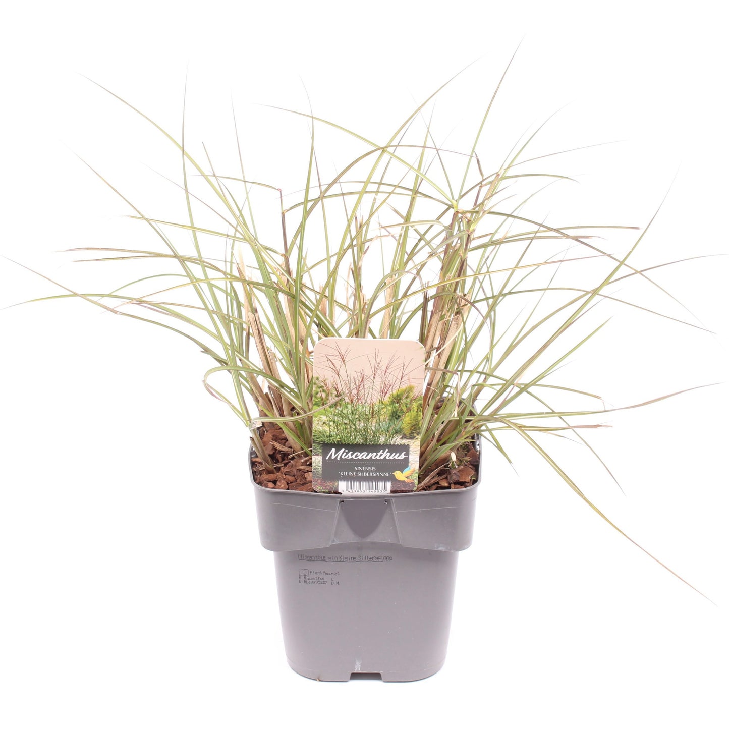 Miscanthus Kleine Silberspinne 35cm 17cm Pot