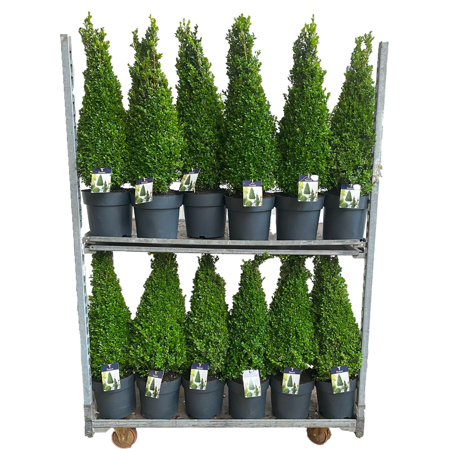 Buxus sempervirens ball 75cm 24cm Pot