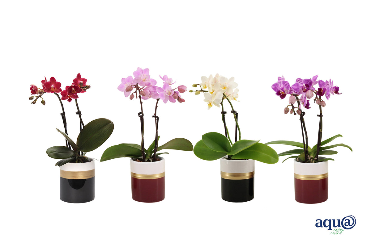 Phalaenopsis hybrid 17cm 6cm Pot