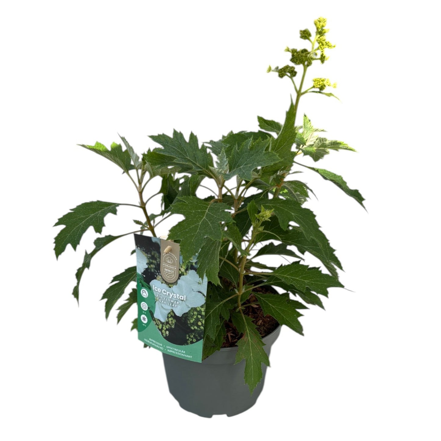 Hydrangea quercifolia 30cm 19cm Pot