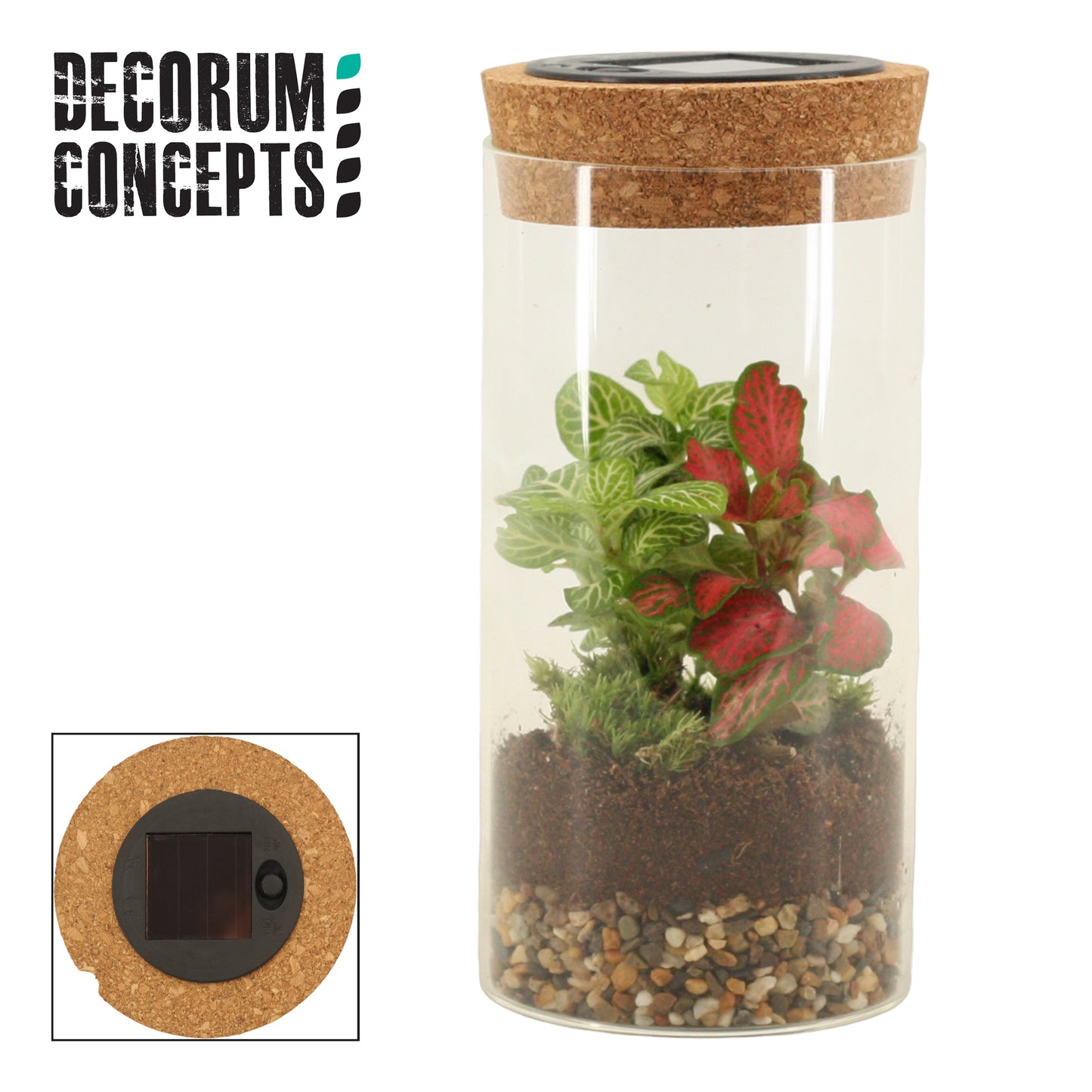 arr. Terrarium Sirius GCSIM 8cm Pot